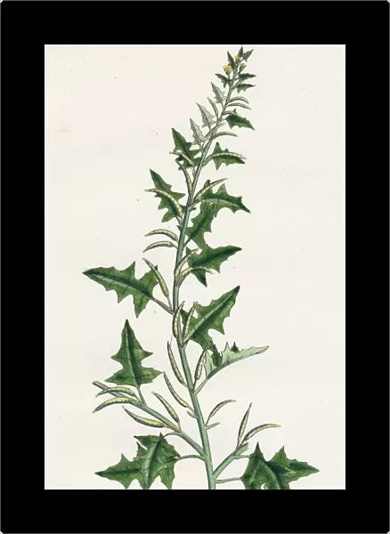 Sisymbrium polyceratium, Prostate Hedge-mustard