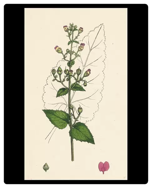 Scrophularia Scorodonia, Balm-leaved Figwort