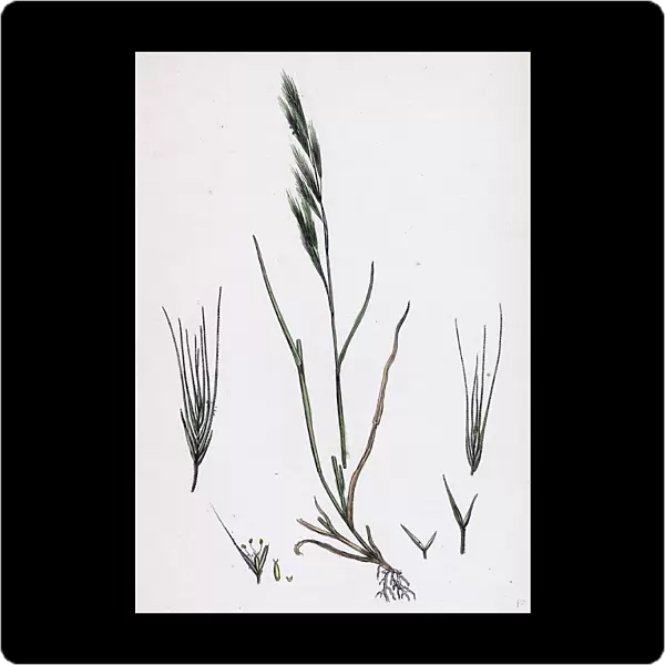 Festuca sciuroides, Barren Fescue-grass