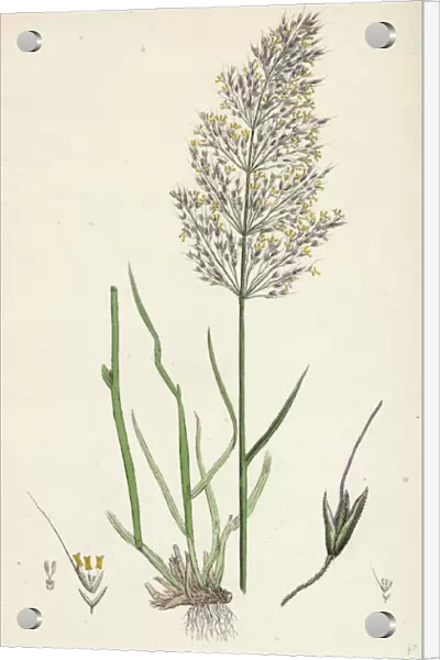 Agrostis Spica-venti, Spreading Silky Bent-grass