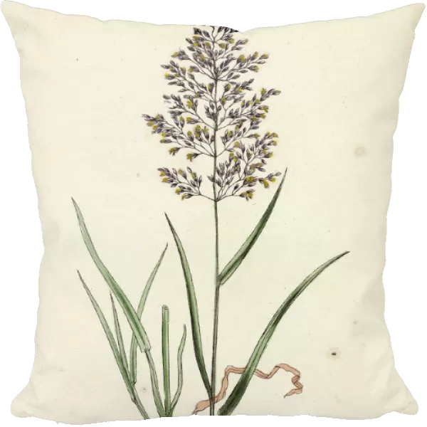 Agrostis vulgaris, Common Bent-grass