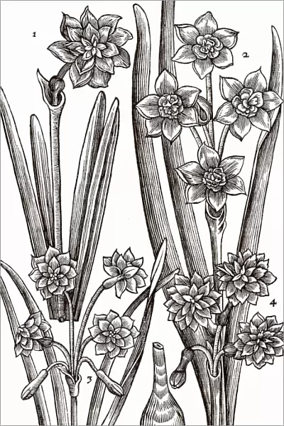 Varieties of Narcissus or Daffodil. Woodcut from Paradisi in Sole Paradisus Terrestris