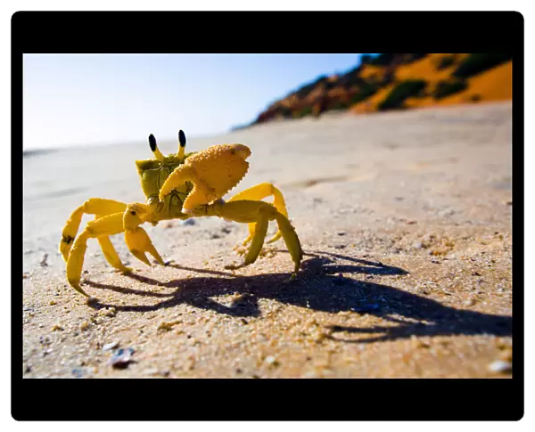 Yellow crab moving on sand