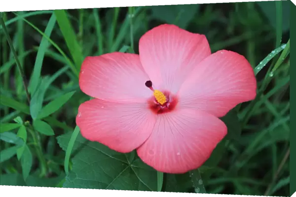Pink Rainforest Flower