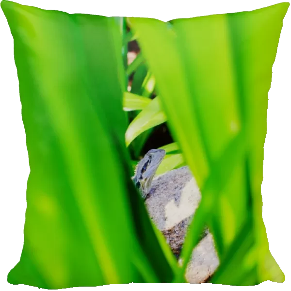 Waterdragon hiding among tropical bush leaves