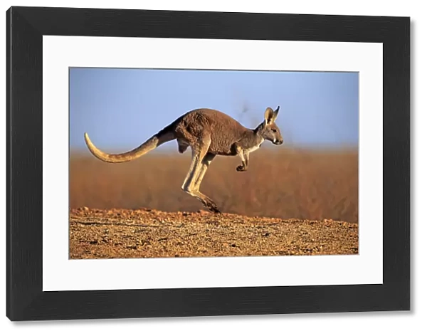 Red Kangaroo -Macropus rufus-, adult, jumping, Sturt National Park, New South Wales, Australia