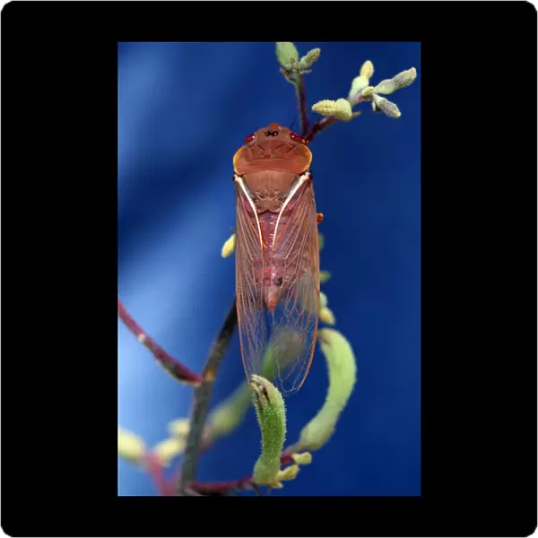 Colourful Cicada