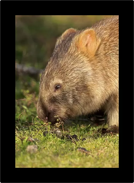 Common Wombat -Vombatus ursinus-, adult, foraging, Wilsons Promontory National Park, Victoria, Australia
