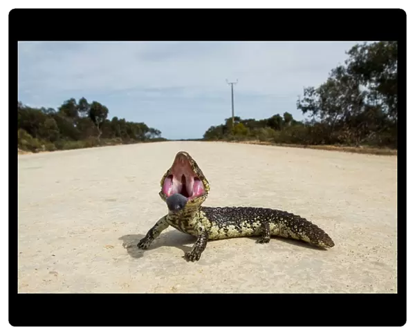 Shingle Back lizard on a road. Eyre Peninsula
