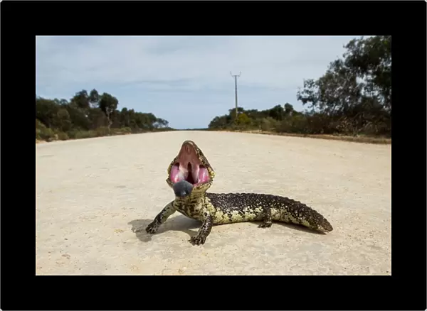 Shingle Back lizard on a road. Eyre Peninsula