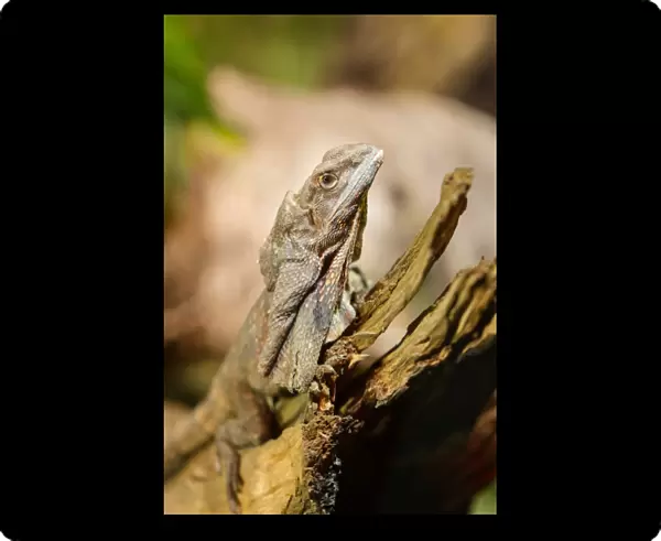 Frill-necked lizard on a dead branch