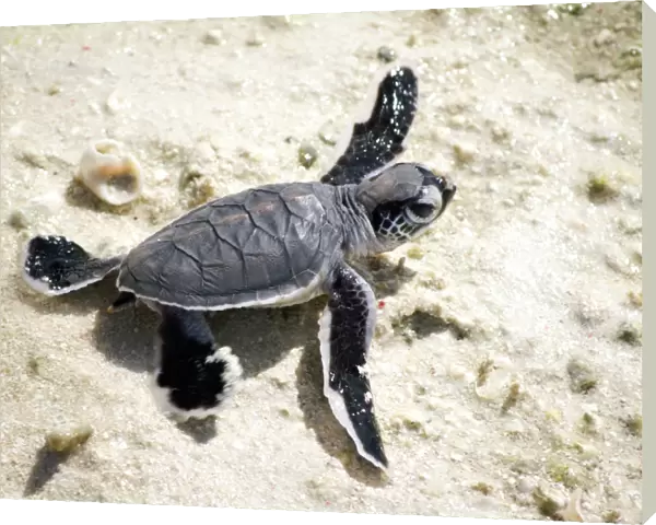 Baby Green Sea Turtle on a beach