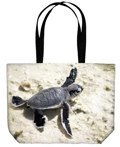 Baby Green Sea Turtle on a beach