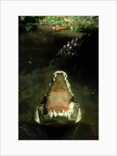 indo-pacific crocodile: crocodylus porosus australia