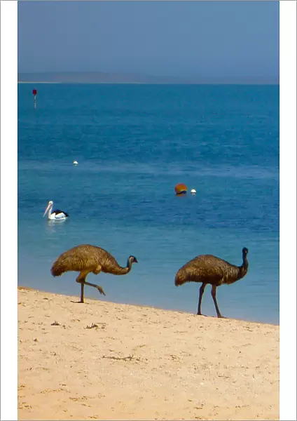 Emus on the Beach