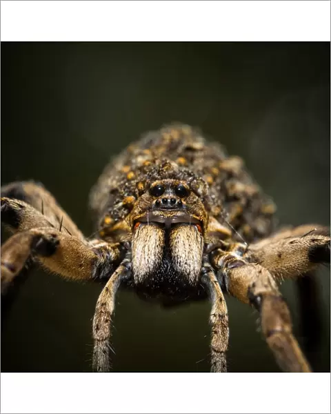 Wolf Spider (Lycosidae), Australia