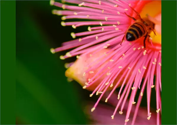 Bee bum. Macro view of the back end of a bee, taking the pollen from a pink gum blossom