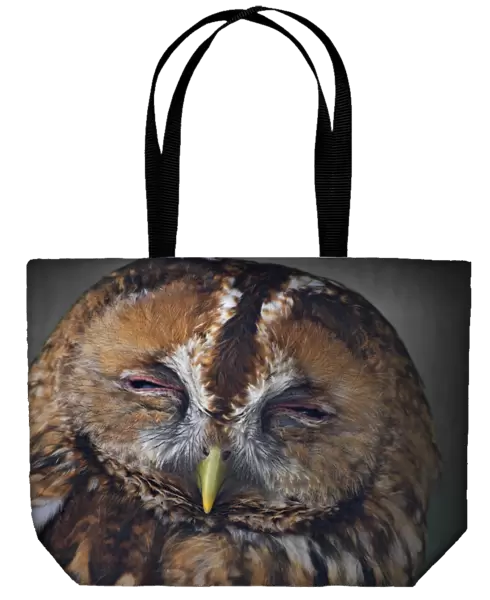 A portrait on an Owl