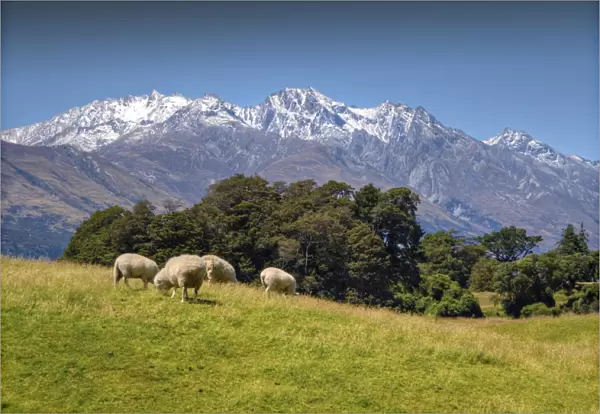 Pastural view near Glenorchy, South Island, New Zealand