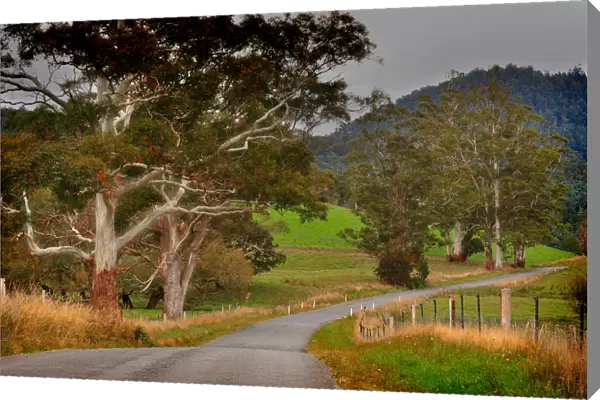 Pyangana road in the island state, Tasmania, Australia