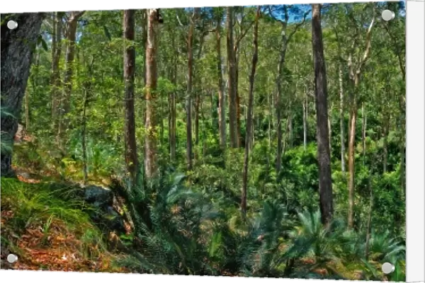 Eurabodella rainforest, New South Wales, Australia