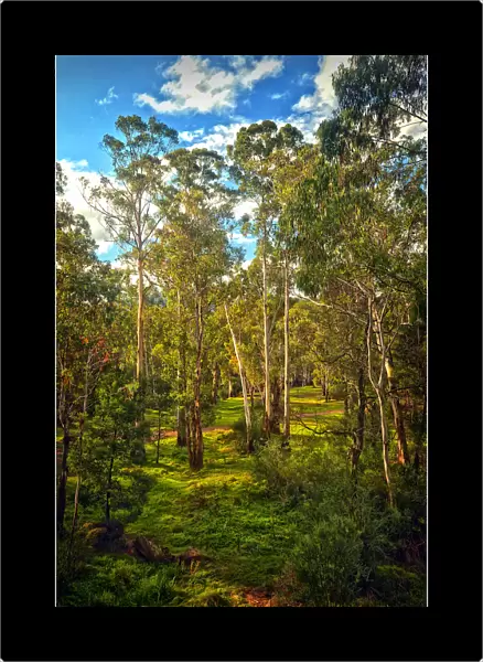 Tall Eucalypts, Sheep-yard Flat, Victorian high country, Australia