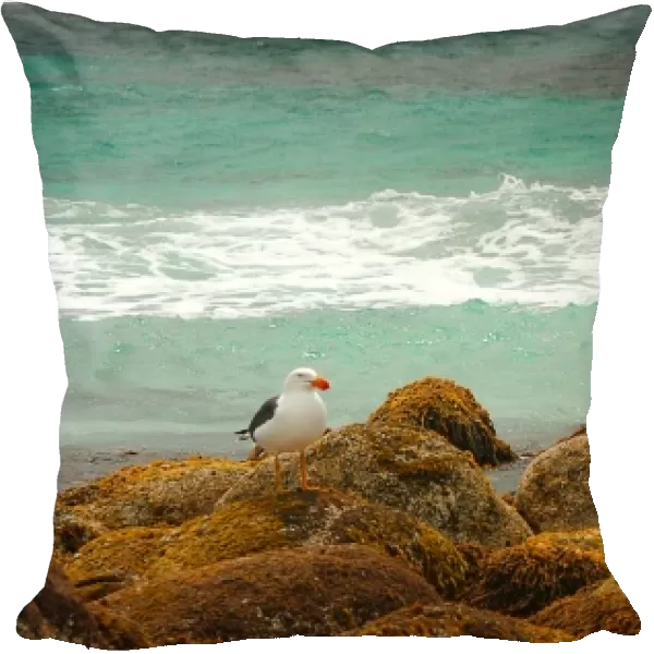 Pacific Gull, King Island, Bass Strait, Tasmania, Australia