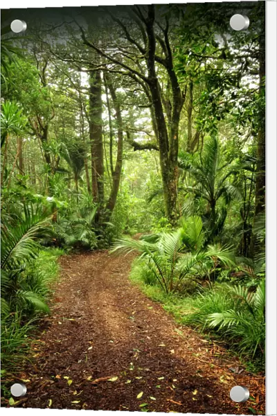 Natural temperate rainforest with Palms and tree-ferns, located on the Idyllic Norfolk Island in the Pacific Ocean