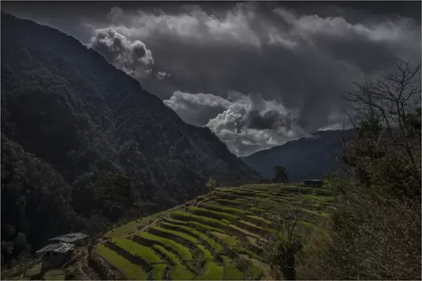 Paddy fields in the mountainous region of Gasa, Northern Bhutan