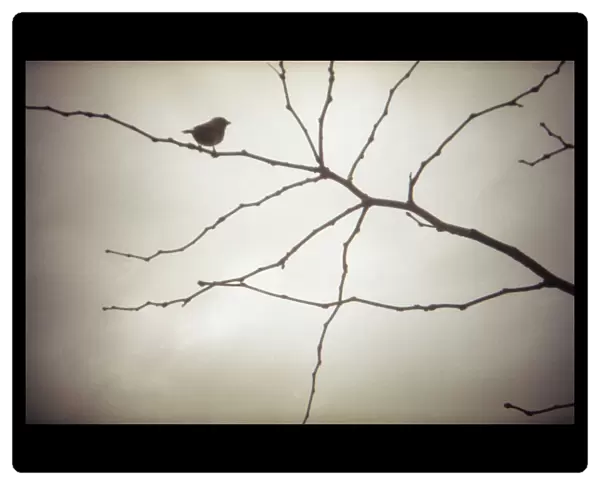 Sparrow in tree, film photography