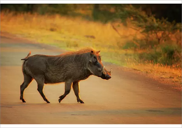 Warthog, Kruger National Park, South Africa