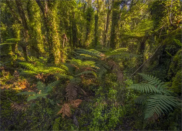 Pristine rainforest on the west coastline at Ship Creek, south Island, New Zealand