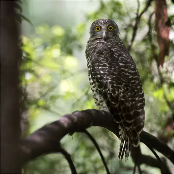 powerful owl roosting on branch in day time
