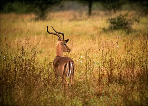 View of a Male Impala with Lyre-Shaped Horns, White Tail and Several Black Markings, Kruger National Park, South Africa