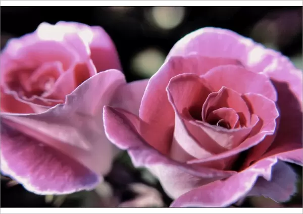 A Pair of Pink Roses