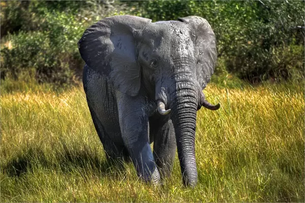 A Wet And Muddy Kruger Elephant, Kruger National Park, South Africa n