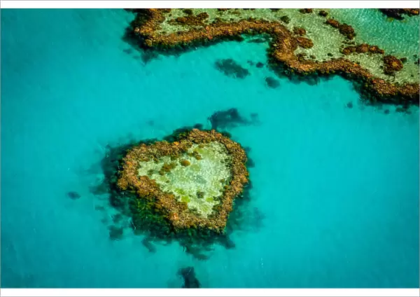 Heart Reed at Great Barrier Reef