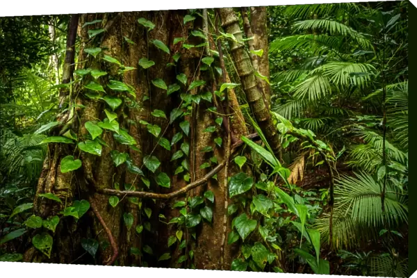 Tree trunk at Daintree rainfores