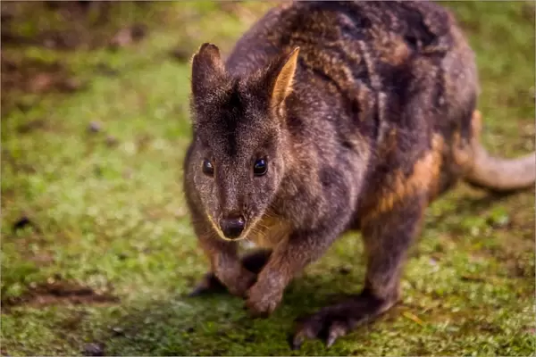 Tasmanian Pademelon