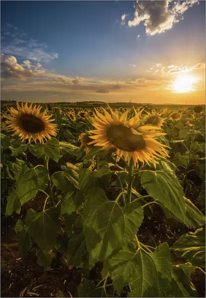 Sunset at sunflower field