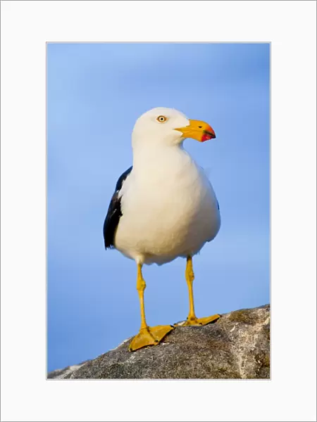 Pacific Gull standing on a rock