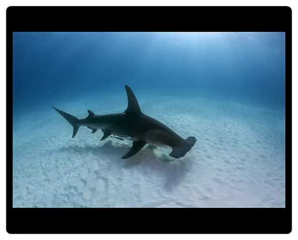 Hammerhead shark with dorsal fin presented