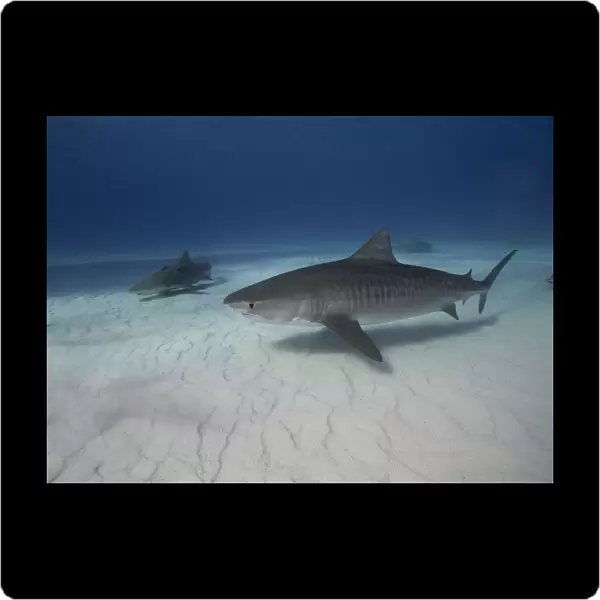 Tiger shark on white sand beach