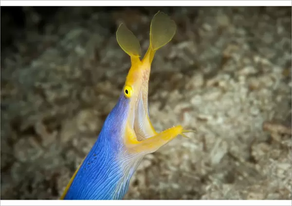 Blue ribbon eel at Wakatobi