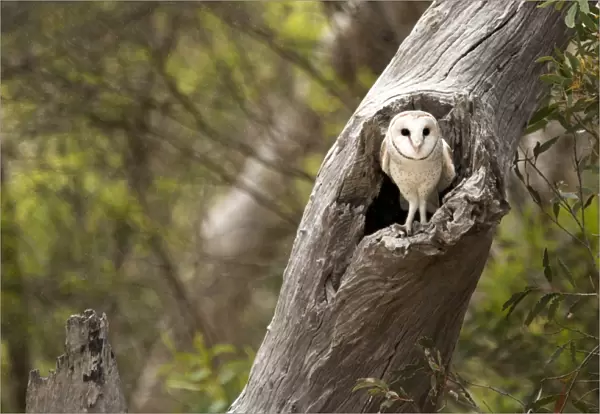 Barn Owl. A owl sitting on an old tree