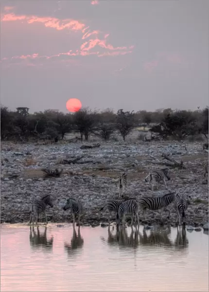 Namibian safari waterhole zebras and sunset