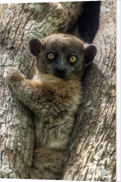 Madagascar tiny lemur looking at camera