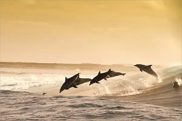 Dolphins at Abrolhos Islands
