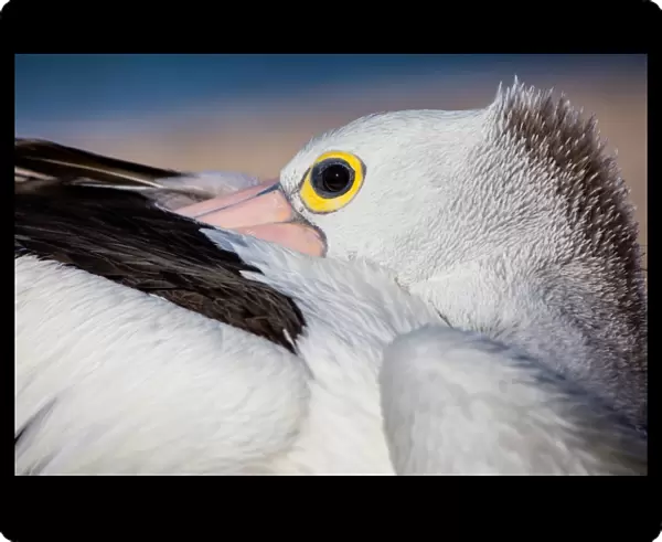 Pelican in Australia