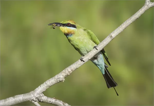 Rainbow bee-eater (Merops ornatus)